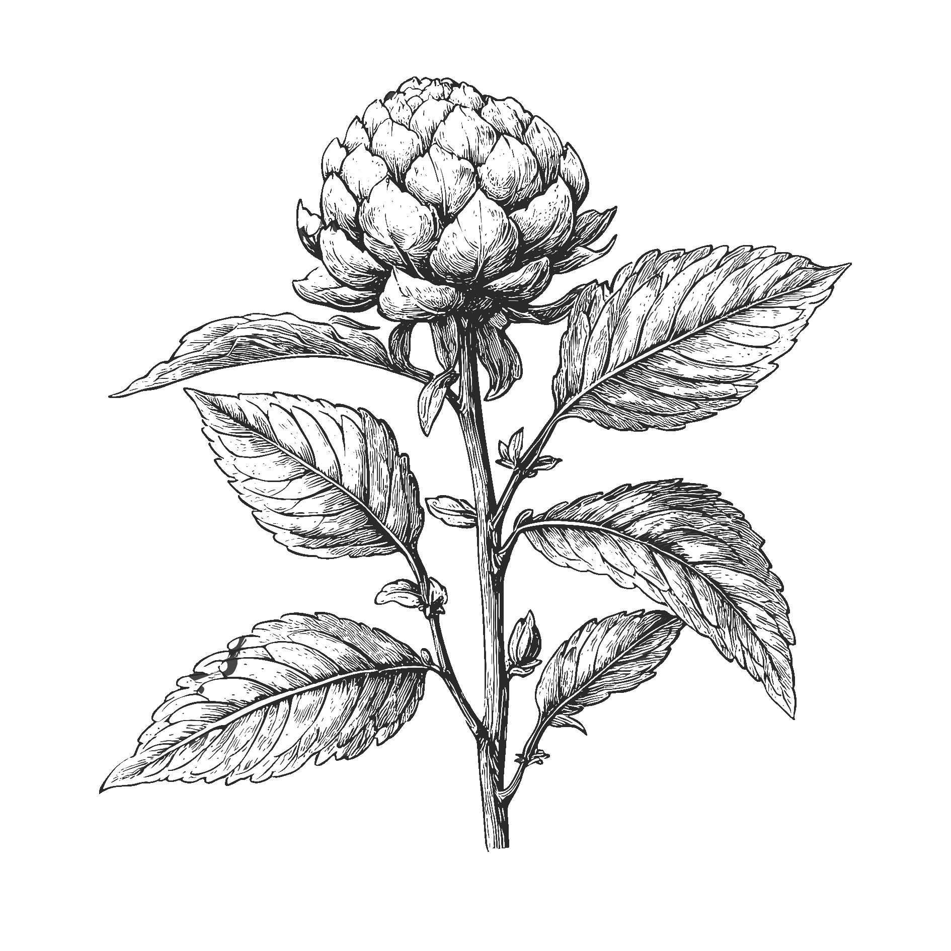 SI_decoverte_Services_amaranth_433934